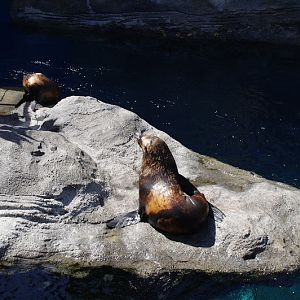 Taronga 2014 - Tasmanian Fur Seals - Great Southern Oceans