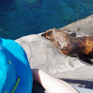 Taronga 2014 - Tasmanian Fur Seal - Great Southern Oceans