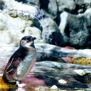 Taronga 2014 - Australian Little Penguin - Great Southern Oceans
