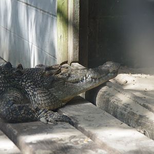 Taronga 2014 - Estuarine Crocodile