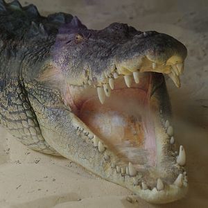 Taronga 2014 - Estuarine Crocodile