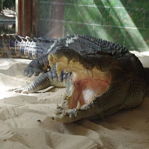Taronga 2014 - Estuarine Crocodile