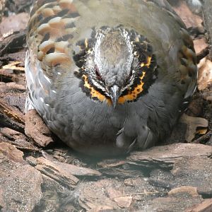 Bird ID? - Weltvogelpark Walsrode