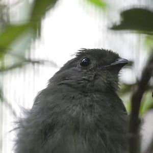 Bird ID? - Weltvogelpark Walsrode