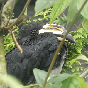 Bird ID? - Weltvogelpark Walsrode