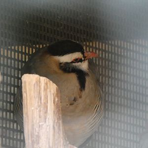 Bird ID? - Weltvogelpark Walsrode
