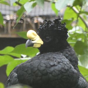 Bird ID? - Weltvogelpark Walsrode