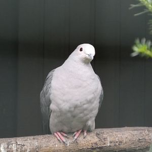 Bird ID? - Weltvogelpark Walsrode