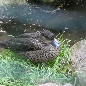 Bird ID? - Weltvogelpark Walsrode