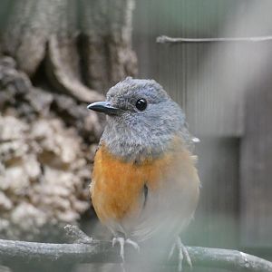 Bird ID? - Tiergarten Bierer Berg