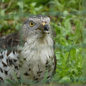 Bird ID? - Zoo Decin