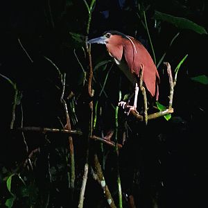 Nankeen Night Heron (Nycticorax caledonicus)