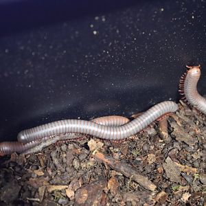 Spirobolus caudulanus