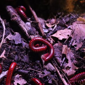 Centrobolus splendidus