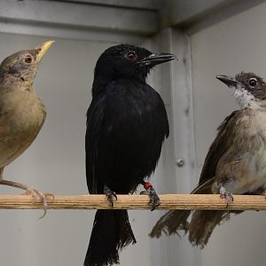 Western fork-tailed drongo (Dicrurus adsimilis divaricatus)