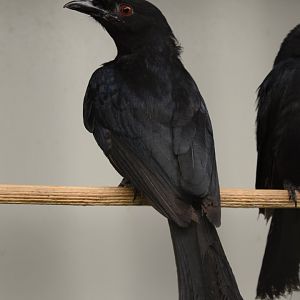Western fork-tailed drongo (Dicrurus adsimilis divaricatus)