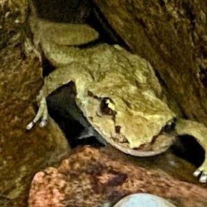 Rocky Mountain Tailed Frog