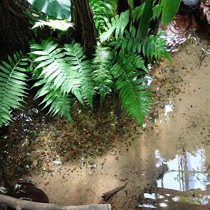 Fjärilshuset - Butterfly house - Fish pond