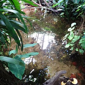 Fjärilshuset - Butterfly house - Fish pond