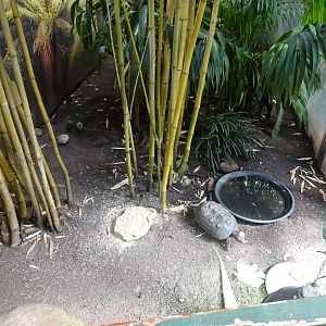 Fjärilshuset - Butterfly house - Red-footed tortoise exhibit