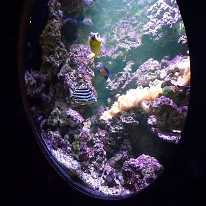 Fjärilshuset - Haga Ocean - Example of reef tank