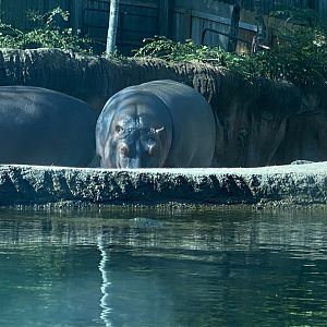 Hippo