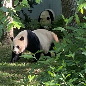 Xiao Qi Ji and Mei Xiang
