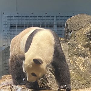 Tian Tian