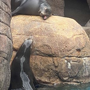 Sea lion