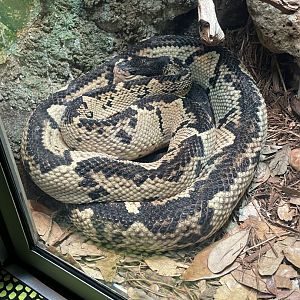 Black-headed bushmaster (Lachesis melanocephala)