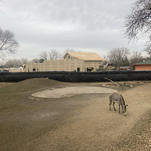 Lion Construction - Nov. 2023 (Savannah Exhibit)