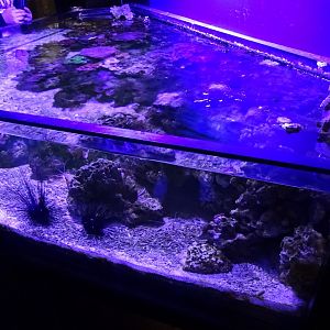 Fjärilshuset - Haga Ocean - Invertebrate tank