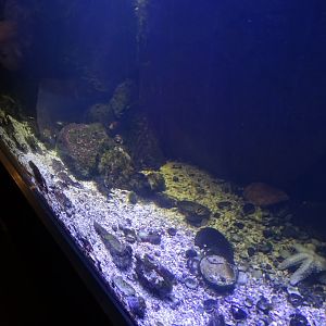 Fjärilshuset - Haga Ocean - Temperate saltwater tank