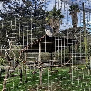 Andean Condor