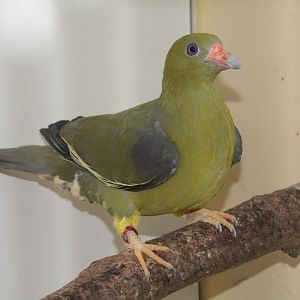 Yellow-legged African green pigeon (Treron calvus nudirostris)