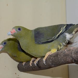 Yellow-legged African green pigeon (Treron calvus nudirostris)