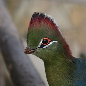 Fischer's turaco (Tauraco fischeri)