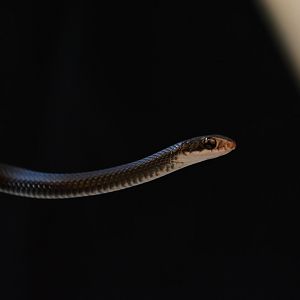 Southern black racer (Coluber constrictor priapus)