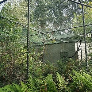 Satyr tragopan and Sumatran laughingthrush aviary, 2023-10-07