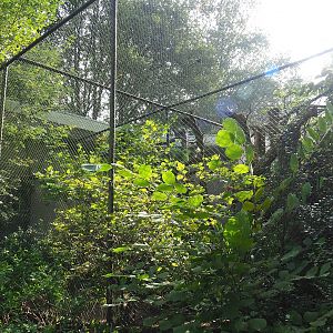 Satyr tragopan and Sumatran laughingthrush aviary, 2023-10-07
