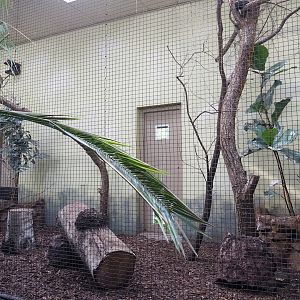 Satyr tragopan and Sumatran laughingthrush indoor aviary, 2023-10-07