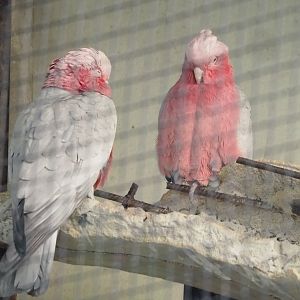 Galahs (Eolophus roseicapilla), 2023-10-07