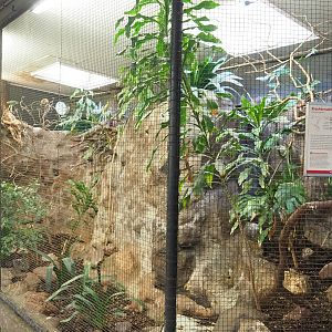 Eastern superb fruit-dove and Chestnut-backed ground dove aviary, 2023-10-07