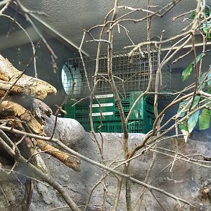 Cage next to connection between eastern superb fruit dove and chestnut-backed ground-thrush aviaries - Birds getting used to each other?