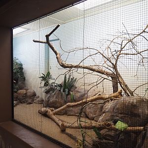Chestnut-backed ground-thrush and Eastern superb fruit-dove aviary, 2023-10-07