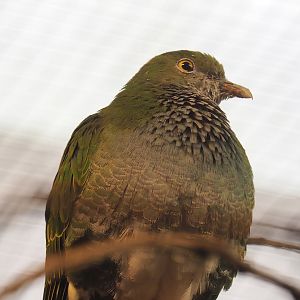 Eastern superb fruit-dove (Ptilinopus superbus), 2023-10-07