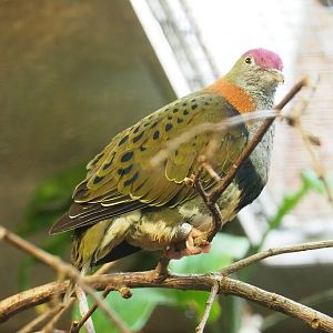 Eastern superb fruit-dove (Ptilinopus superbus), 2023-10-07