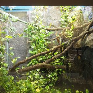 Green tree python and White-lipped tree frog terrarium, 2023-10-07
