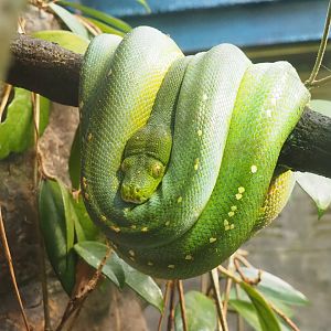 Green tree python (Morelia viridis), 2023-10-07