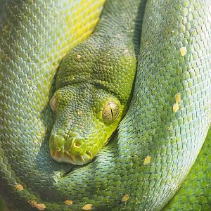 Green tree python (Morelia viridis), 2023-10-07